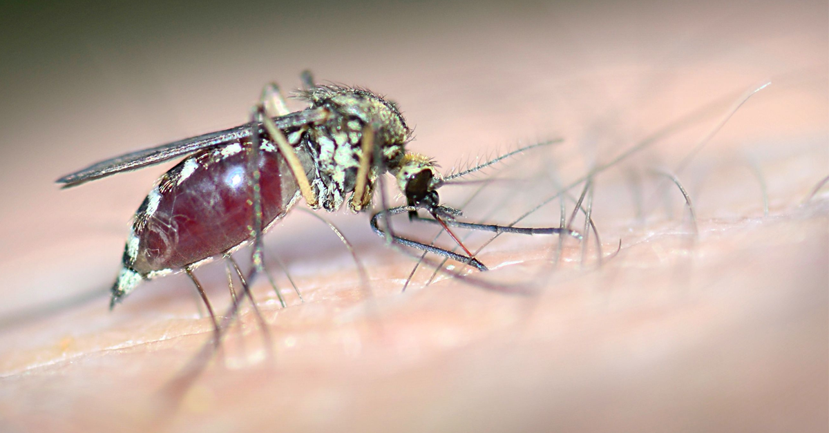 สมองอักเสบ