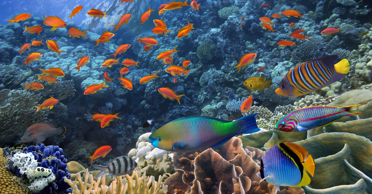 พิษปลาทะเล