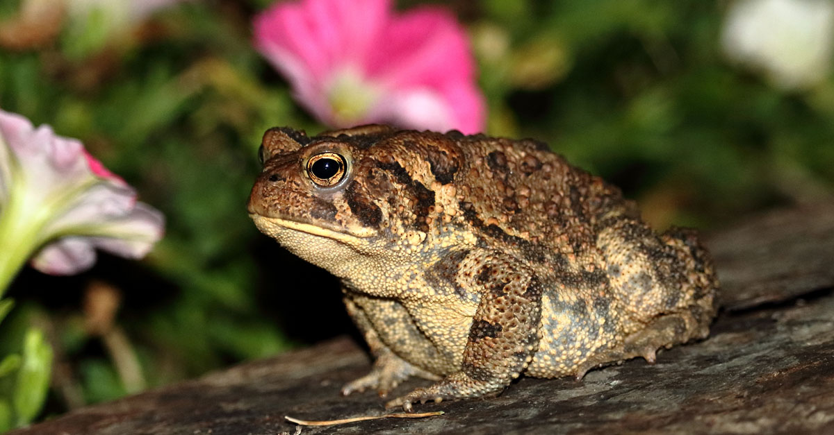 พิษคางคก