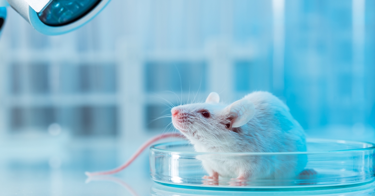 เล็ปโตสไปโรซิส,ไข้ฉี่หนู