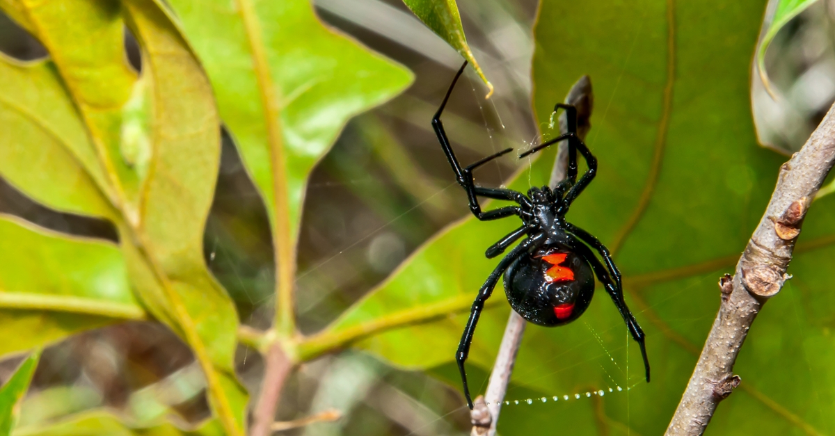 แมงมุม,แมงมุมกัด