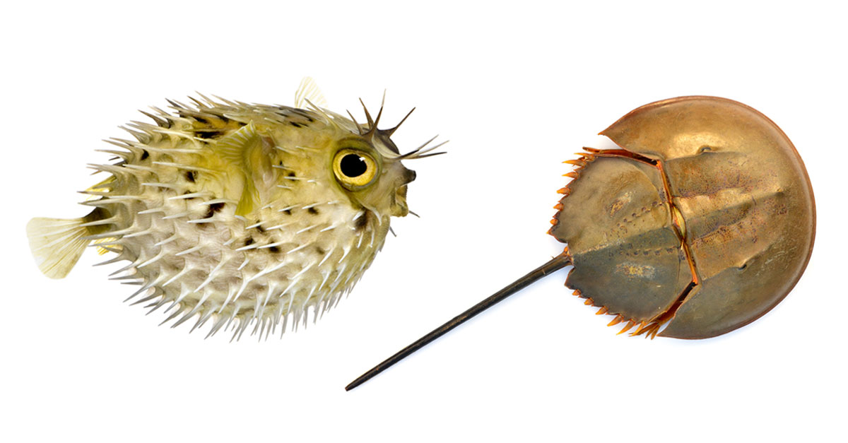 พิษปลาปักเป้า,พิษแมงดาถ้วย