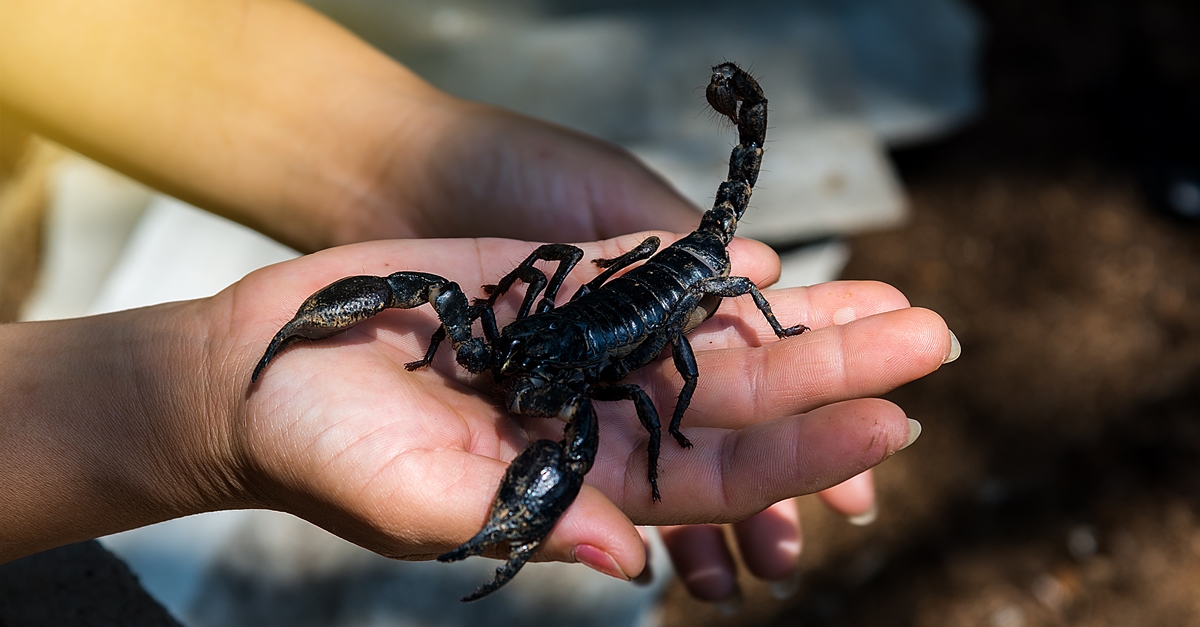 แมงป่อง,แมงป่องต่อย