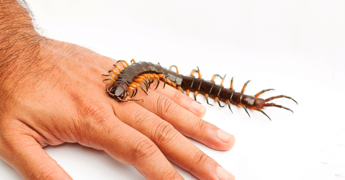 ตะขาบ,ตะขาบกัด