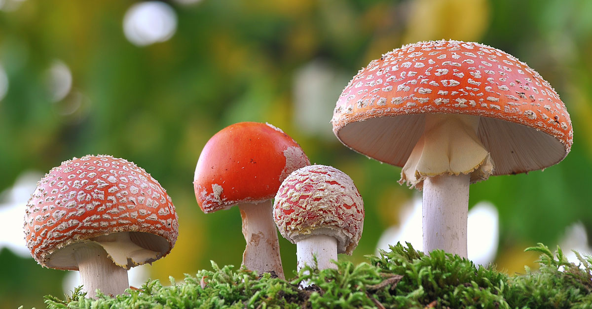 พิษเห็ด