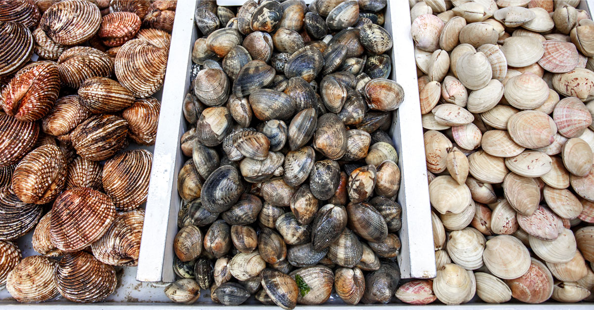 พิษหอยทะเล,หอยทะเลพิษ